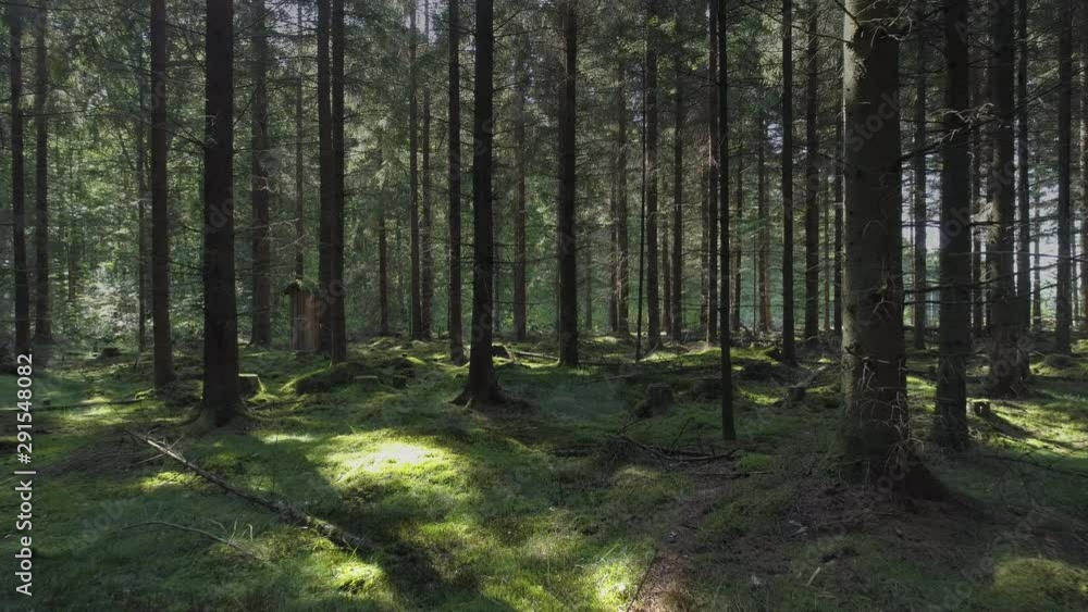 Drone shot flying between trees in old forest. Mossy ground, branches and stumps, sunlight peaking through spruce trees. Nature background in 4K resolution Drone shot flying between trees in old forest. Mossy ground, branches and stumps, sunlight peaking through spruce trees. Nature background in 4K resolution