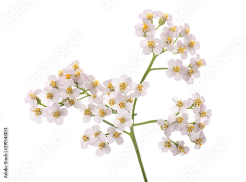 Bilde på lerret White yarrow