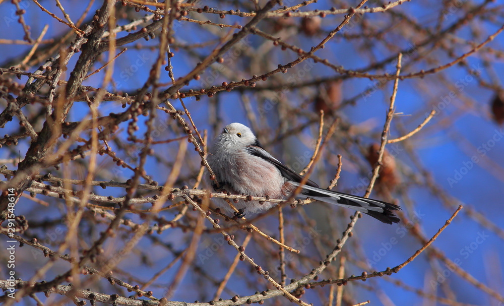 Bird Long-tailed tit or Long-tailed bushtit (Aegithalos caudatus) hen gathers food on larch branches Bird Long-tailed tit or Long-tailed bushtit (Aegithalos caudatus) hen gathers food on larch branches