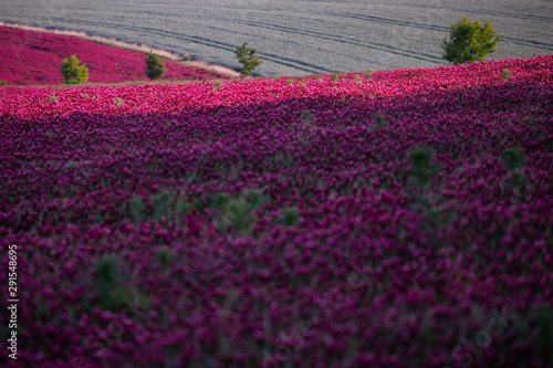 field of red flowers