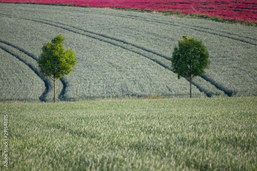 tree in the field