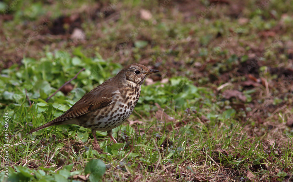 Song thrush (Turdus philomelos) froze among the young green grass in spring Song thrush (Turdus philomelos) froze among the young green grass in spring