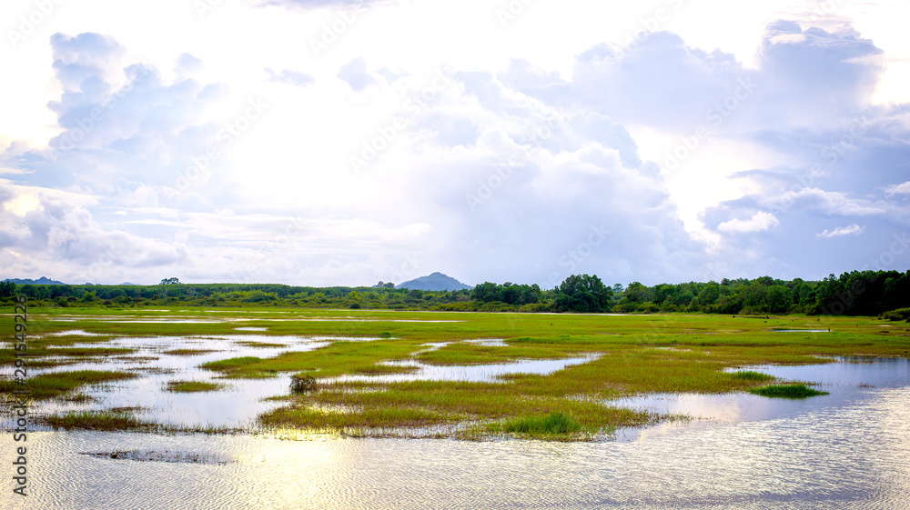 Landscape of Swamp , With nature Feeling relaxed and bright blue sky with cloud in background. Landscape of Swamp , With nature Feeling relaxed and bright blue sky with cloud in background.