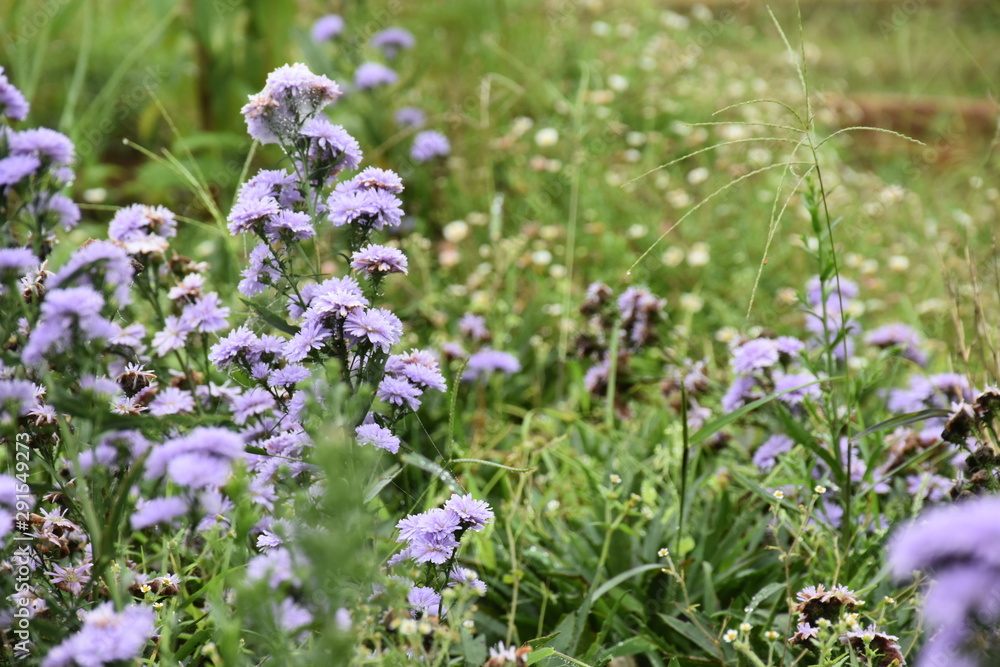 purple flower in morning time in the garden in wither season purple flower in morning time in the garden in wither season