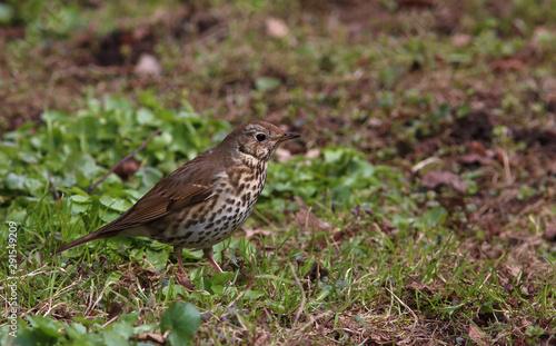 Song thrush (Turdus philomelos) froze among the young green grass in spring