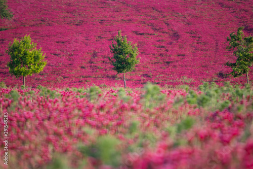 field of pink flowers