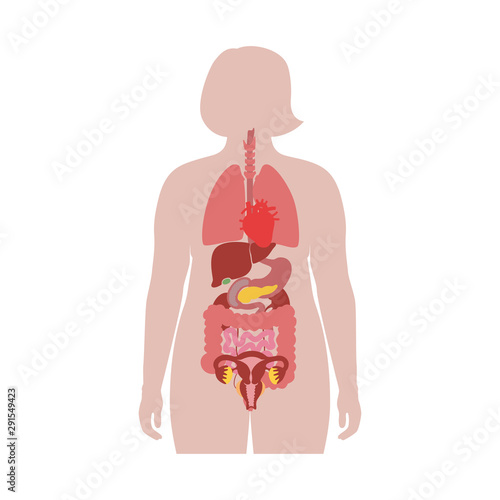 internal organs in obese female body