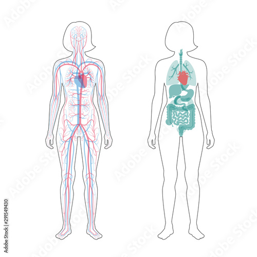 internal organs and circulatory system of woman