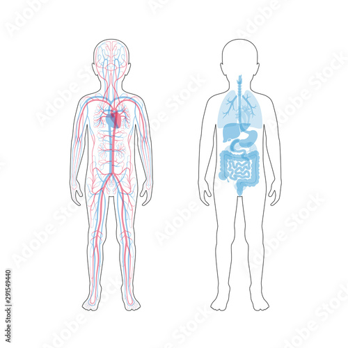 internal organs and circulatory system of boy