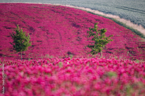 field of pink flowers