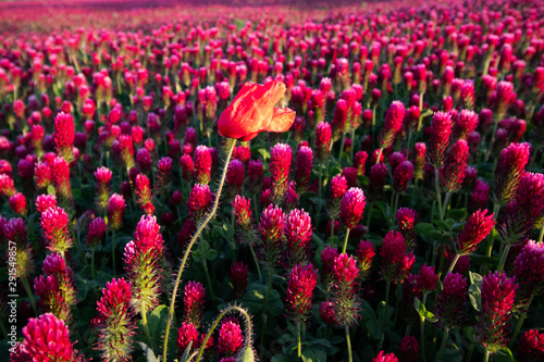 field of red flowers
