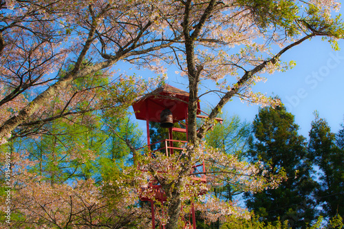 桜と火の見櫓 © 成明 前田