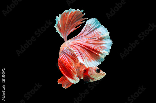 Close-Up Of Siamese Fighting Fish Against Black Background