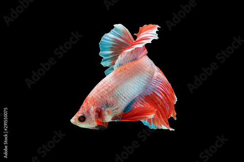 Close-Up Of Siamese Fighting Fish Against Black Background