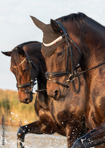 2 Horses © Thomas