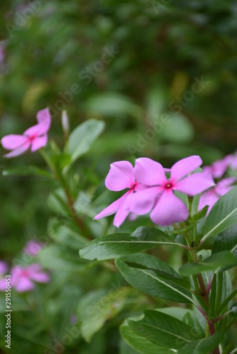 purple flowers in the garden with close  up and grass background