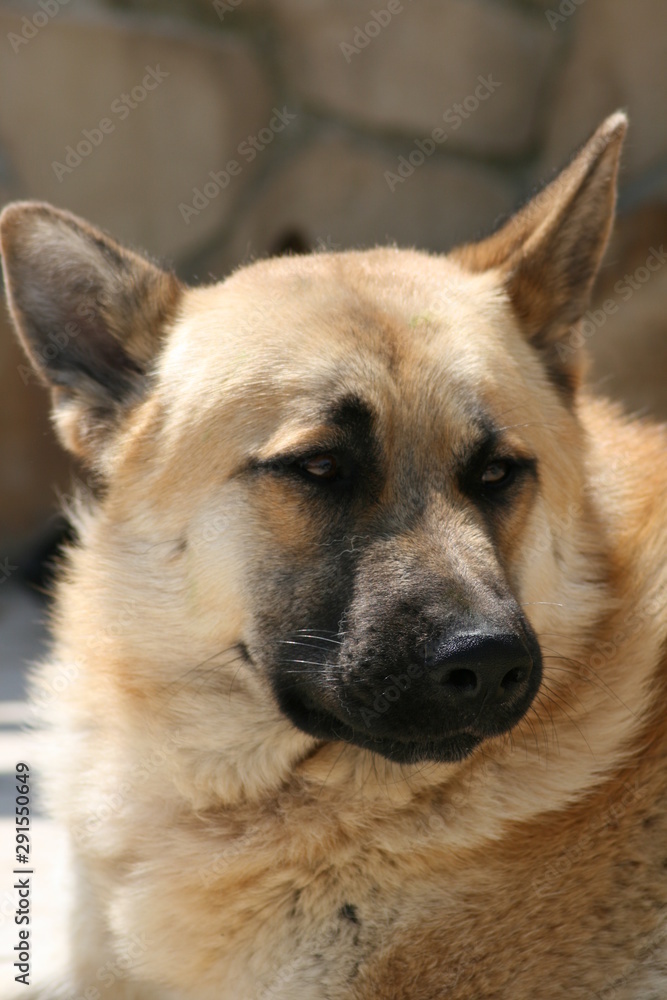 PHOTO OF A GERMAN SHEPHERD DOG
