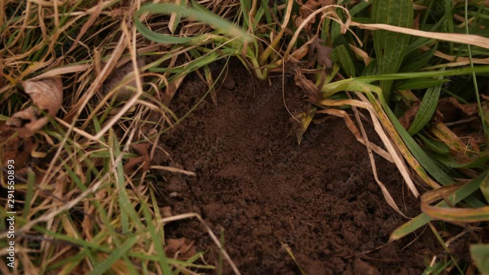 Man finds gold BTC bitcoin in the dirt, mining cryptocurrency coin in soil Man finds gold BTC bitcoin in the dirt, mining cryptocurrency coin in soil