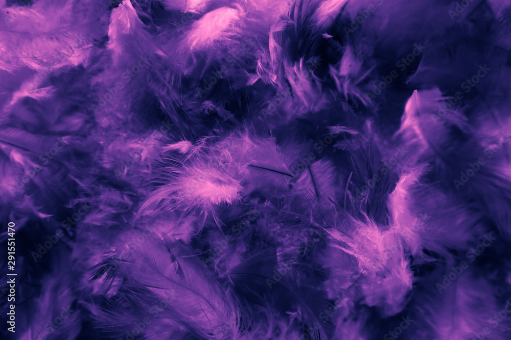 Beautiful closeup textures abstract colorful dark black white pink and purple feathers and darkness white pattern feather background and wallpaper