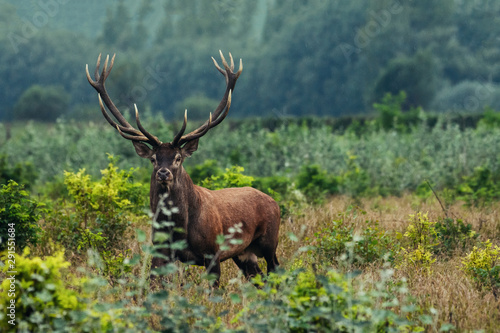 Red deer stag between ferns in autumn forest