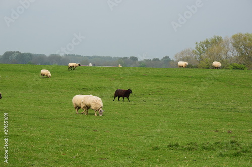 Schwarzes Lämmlein Schaf Deichschaf