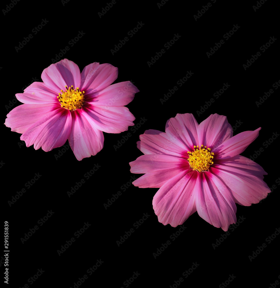 Pink cosmos flower isolated on black background
