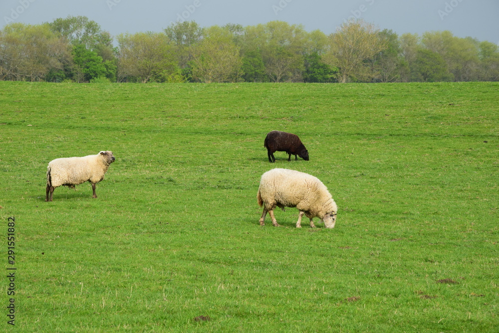 Grasende Schafe auf dem Deich Lämmlein Schäfchen
