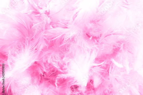 Beautiful closeup textures abstract colorful dark black white red and pink feathers and white pattern feather background and wallpaper
