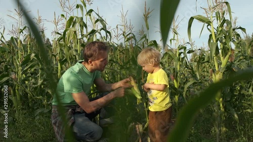 Father farmer shows his young son what corncob looks like in corn field. Agriculture harvesting concept. 