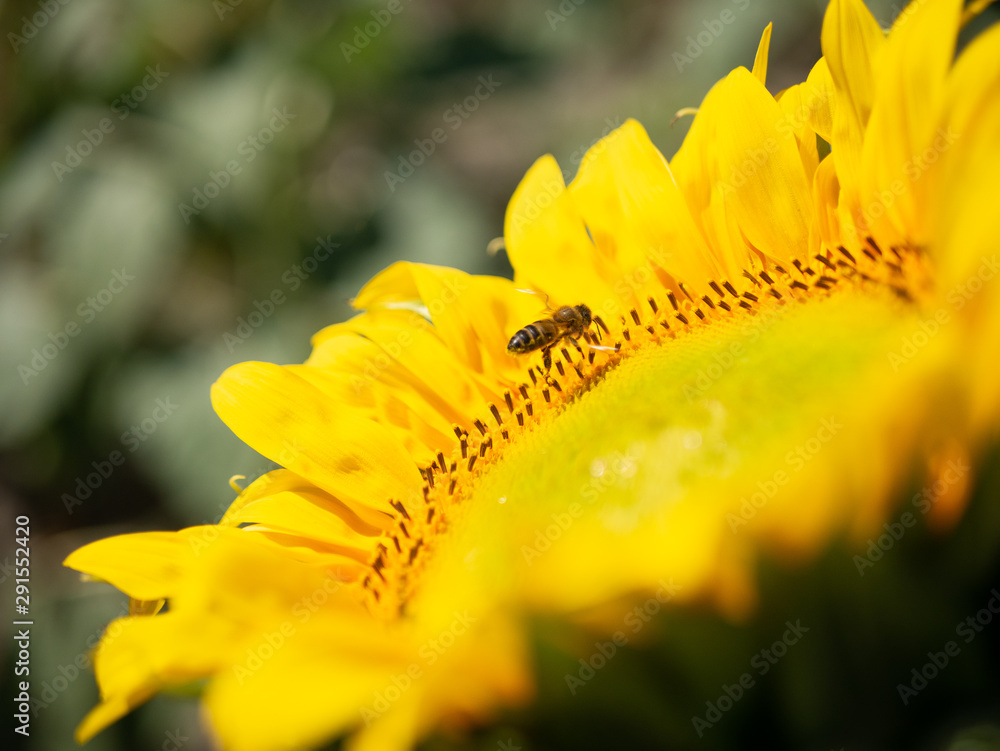 Abeja de perfil posada en girasol Stock Photo | Adobe Stock