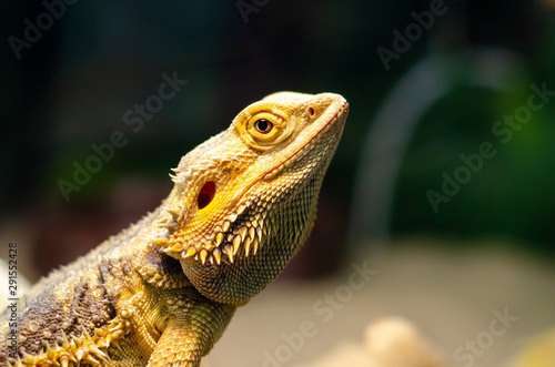 Pogona vitticeps, the central (or inland) bearded dragon, is a species of agamid lizard occurring in a wide range of arid to semiarid regions of Australia.