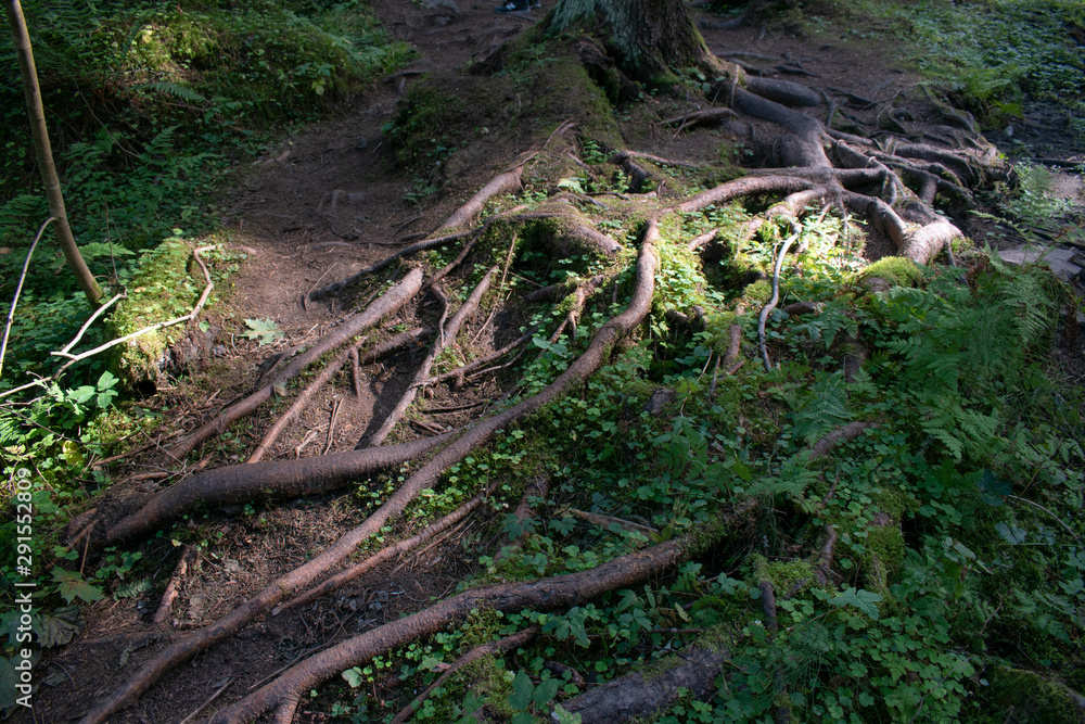 tree roots in the forest tree roots in the forest