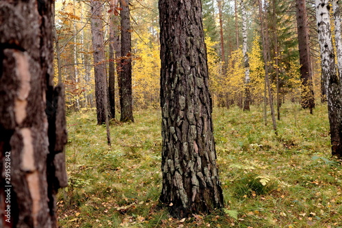 Big pine trunks in the autumn forest with yellow foliage.