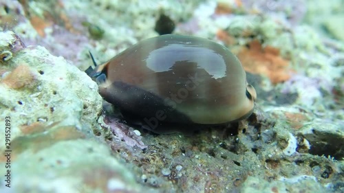 Video of Cypraea lurida sea snail - Luria lurida photo