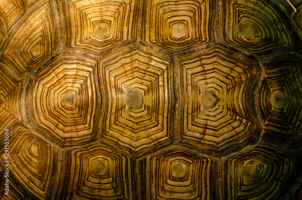 Fototapeta premium African spurred tortoise shell texture detail.