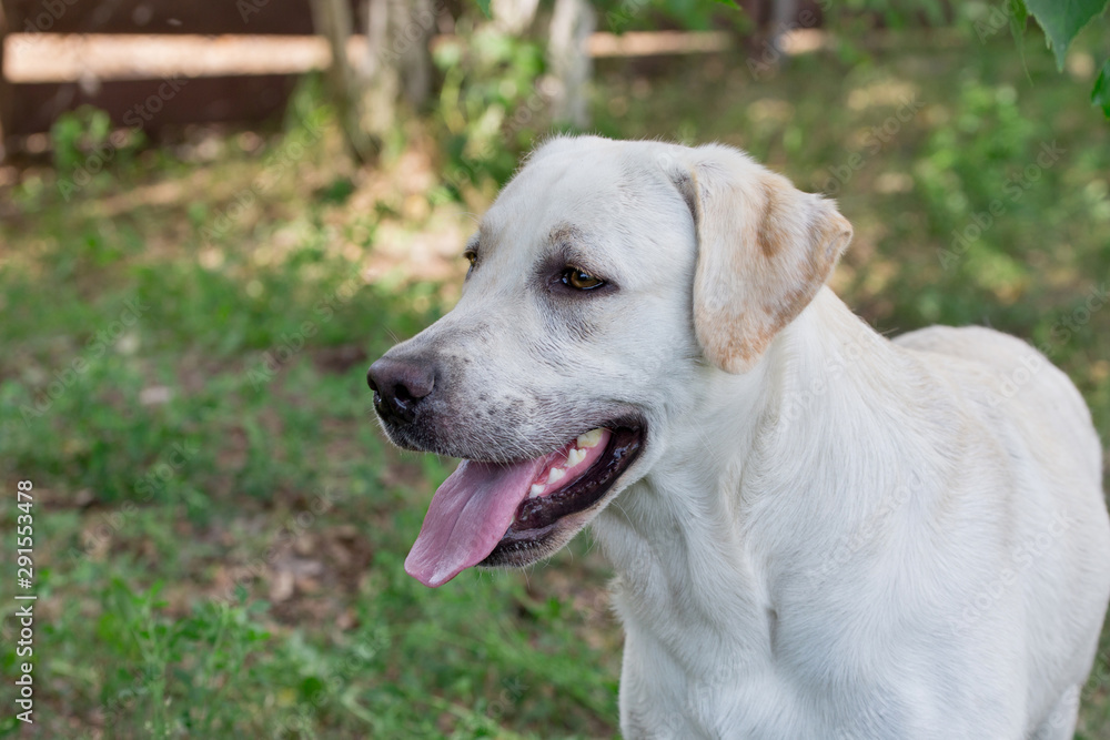 Cute labrador retriever is standing on the grass in autumn park. Pet animals. Cute labrador retriever is standing on the grass in autumn park. Pet animals.