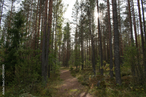 path in pine trees forest © Ekaterina