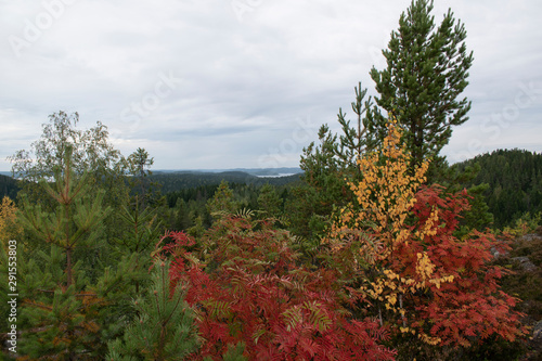 view in the mountains on colored autumn treesand boreal forest