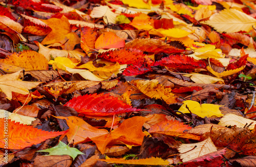 Warm, colorful fallen autumn leaves on ground in bright red, yellow, gold and orange colors. Colorful colourful seasonal outdoor fall foliage 