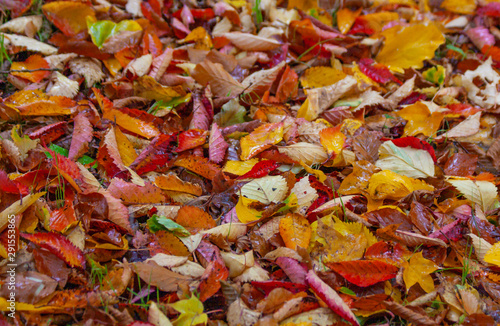 Autumn fall leaves on ground in red, yellow, orange and green colours. Colorful colourful seasonal outdoor foliage fall background