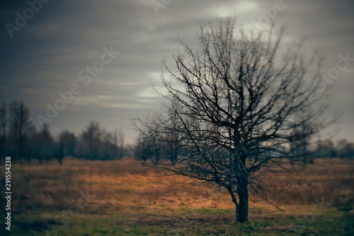 Spooky Halloween landscape with wild nature and old dead tree