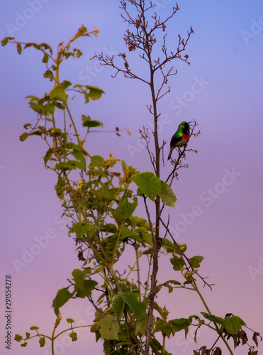 Usambara Double-collared Sunbird