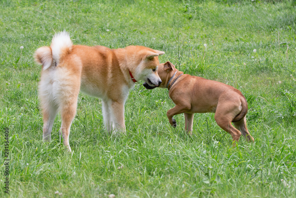 Cute american pit bull terrier puppy and akita inu puppy are playing on a green grass in the park. Pet animals.