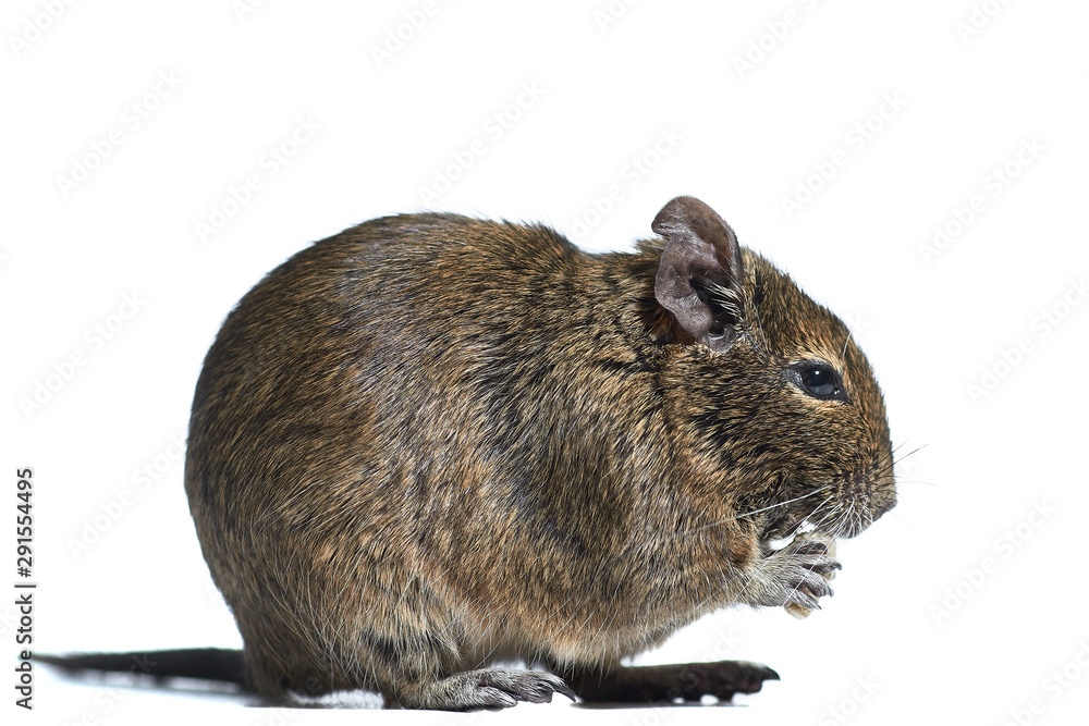 rodent degu isolated on white background. He eats the nut. Studio shot, close-up.