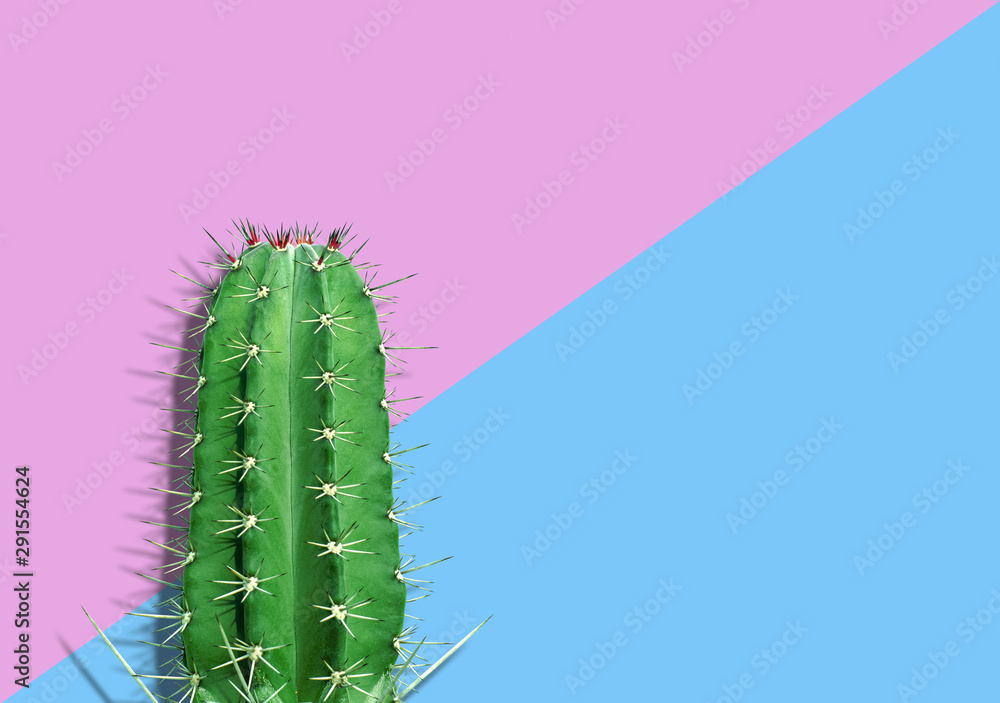 Naklejka premium Cactus on pink and blue background Creative design. Minimal Concept, Clipping Path no Shadow.