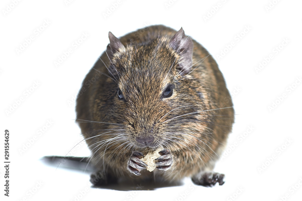 Fototapeta premium rodent degu isolated on white background. He eats the nut. Studio shot, close-up.