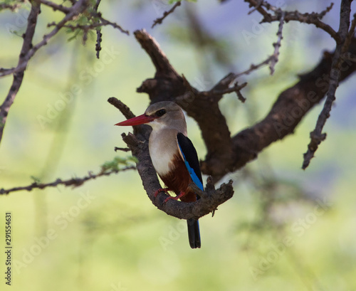 Brown Hooded Kingfisher
