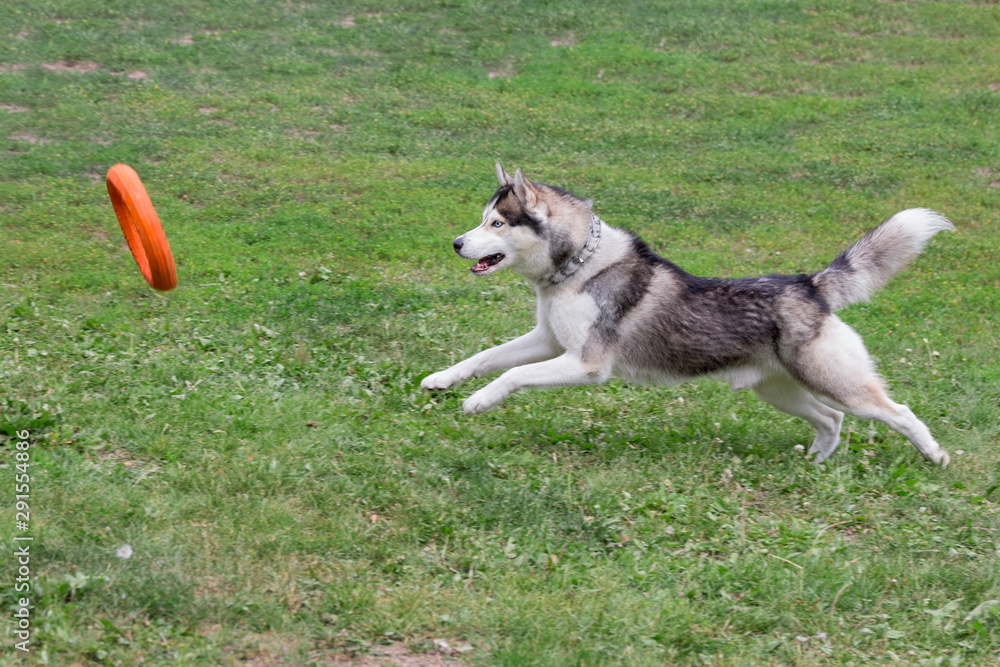 Cute siberian husky is jumping behind the doggie ring. Pet animals.