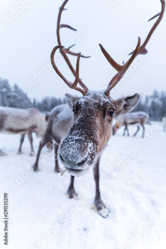 Wallpaper Mural Reindeer close up with wide angle lens in Lapland Torontodigital.ca