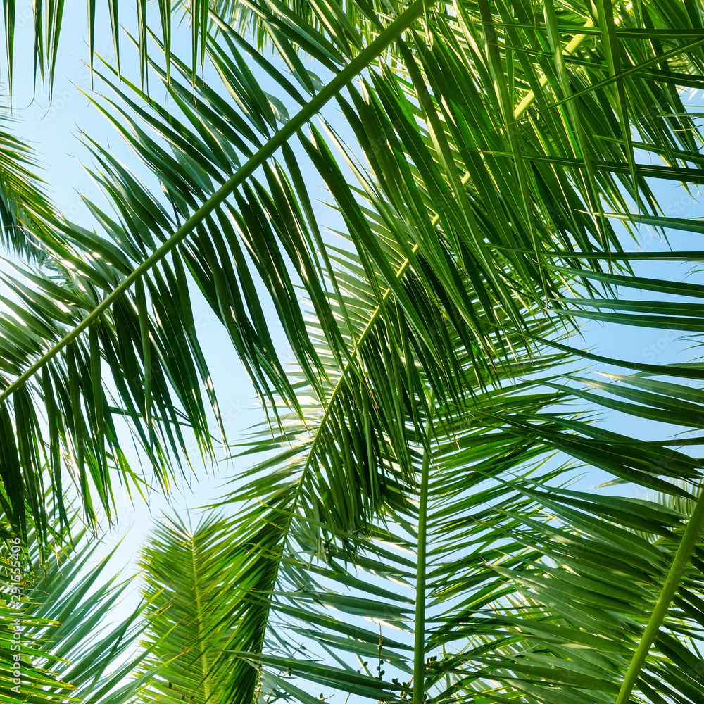 Fototapeta premium Background of palm leaves and blue sky.